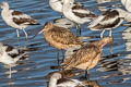 Marbled Godwit Limosa fedoa fedoa