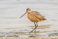 Marbled Godwit Limosa fedoa fedoa