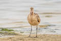 Marbled Godwit Limosa fedoa fedoa