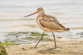 Marbled Godwit Limosa fedoa fedoa