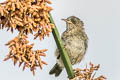 Marsh Wren Cistothorus palustris aestuarinus