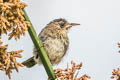 Marsh Wren Cistothorus palustris aestuarinus