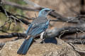 Mexican Jay Aphelocoma wollweberi arizonae