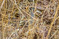 Montezuma Quail Cyrtonyx montezumae mearnsi 