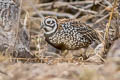 Montezuma Quail Cyrtonyx montezumae mearnsi 