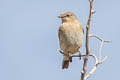 Mountain Bluebird Sialia currucoides