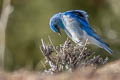 Mountain Bluebird Sialia currucoides