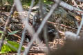 Mountain Quail Oreortyx pictus plumifer