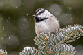 Mountain Chickadee Poecile gambeli baileyae