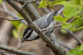 Mountain Chickadee Poecile gambeli baileyae