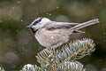 Mountain Chickadee Poecile gambeli baileyae