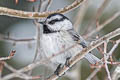 Mountain Chickadee Poecile gambeli baileyae