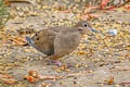 Mourning Dove Zenaida macroura marginella