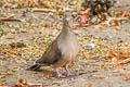 Mourning Dove Zenaida macroura marginella