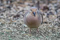 Mourning Dove Zenaida macroura marginella