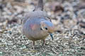 Mourning Dove Zenaida macroura marginella