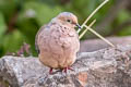 Mourning Dove Zenaida macroura marginella