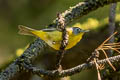 Nashville Warbler Leiothlypis ruficapilla ridgwayi 