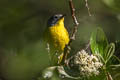 Nashville Warbler Leiothlypis ruficapilla ridgwayi 