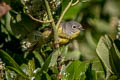 Nashville Warbler Leiothlypis ruficapilla ridgwayi 