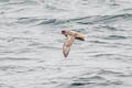 Northern Fulmar Fulmarus glacialis rodgersii 