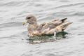 Northern Fulmar Fulmarus glacialis rodgersii 