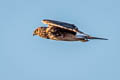 Northern Harrier Circus hudsonius