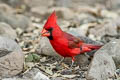 Northern Cardinal Cardinalis cardinalis cardinalis