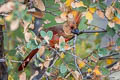 Northern Cardinal Cardinalis cardinalis cardinalis