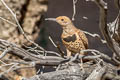 Northern Flicker Colaptes auratus collaris (Common Flicker)