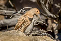 Northern Flicker Colaptes auratus collaris (Common Flicker)