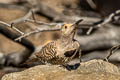 Northern Flicker Colaptes auratus collaris (Common Flicker)