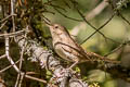 Northern House Wren Troglodytes aedon parkmanii