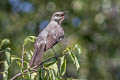 Northern Mockingbird Mimus polyglottos polyglottos