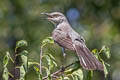 Northern Mockingbird Mimus polyglottos polyglottos