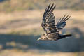 Northern Raven Corvus corax clarionensis (Common Raven)