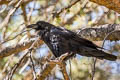 Northern Raven Corvus corax clarionensis (Common Raven)