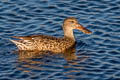 Northern Shoveler Spatula clypeata