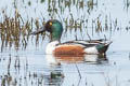 Northern Shoveler Spatula clypeata