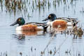 Northern Shoveler Spatula clypeata