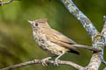 Oak Titmouse Baeolophus inornatus inornatus