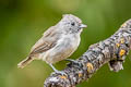 Oak Titmouse Baeolophus inornatus inornatus