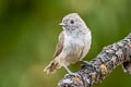 Oak Titmouse Baeolophus inornatus inornatus