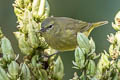 Orange-crowned Warbler Leiothlypis celata lutescens