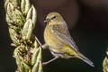 Orange-crowned Warbler Leiothlypis celata lutescens