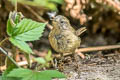 Pacific Wren Troglodytes pacificus obscurior (Western Winter Wren)