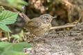 Pacific Wren Troglodytes pacificus obscurior (Western Winter Wren)