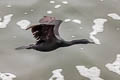 Pelagic Cormorant Urile pelagicus resplendens