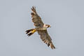 Peregrine Falcon Falco peregrinus anatum 