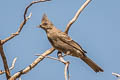 Phainopepla Phainopepla nitens lepida